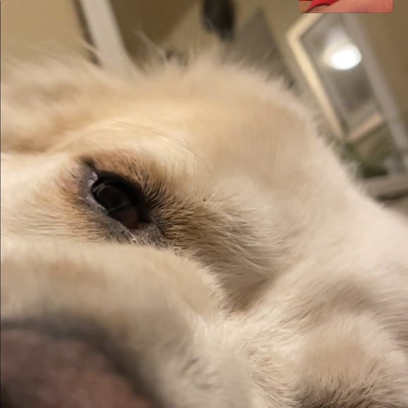 Meet your Posher, Josh - Picture 1 of 1